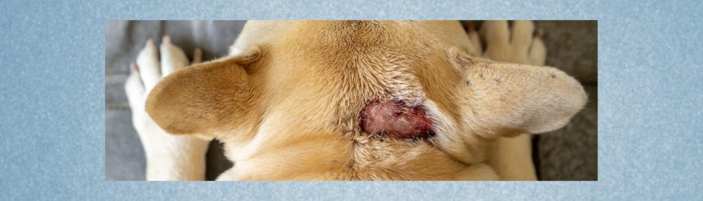 Blogbeitrag: Hot Spot beim Hund - Lernpfote e. V.