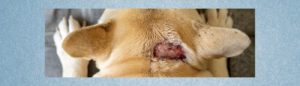 Blogbeitrag: Hot Spot beim Hund - Lernpfote e. V.