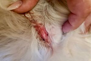 Blogbeitrag: Hot Spot beim Hund Lernpfote e. V.