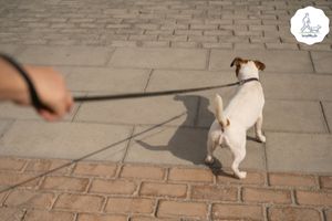 Blog-Beitrag Lernpfote e. V. Tipps für den Besuch beim Tierarzt