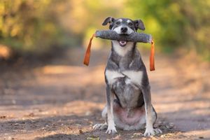 Blog-Beitrag Lernpfote e. V. Tipps für den Besuch beim Tierarzt