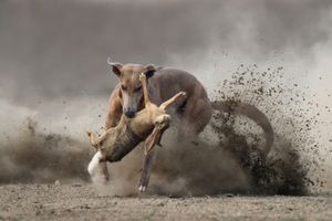 Blogbeitrag: Ballspielen mit Hund Lernpfote e. V. 