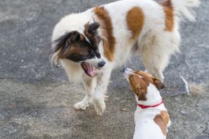 Blogbeitrag: Ballspielen mit Hund Lernpfote e. V.