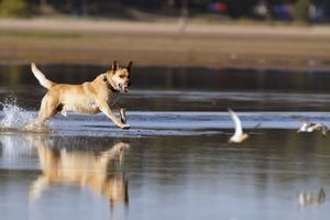 Blogbeitrag: Ballspielen mit Hund Lernpfote e. V.