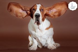 Blog-Beitrag Lernpfote e. V. Tipps für den Besuch beim Tierarzt