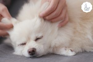 Blog-Beitrag Lernpfote e. V. Tipps für den Besuch beim Tierarzt