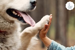 Blog-Beitrag Lernpfote e. V. Tipps für den Besuch beim Tierarzt