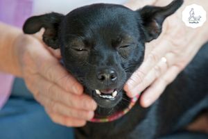 Blog-Beitrag Lernpfote e. V. Tipps für den Besuch beim Tierarzt