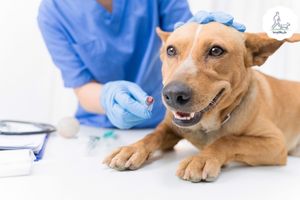 Blog-Beitrag Lernpfote e. V. Tipps für den Besuch beim Tierarzt