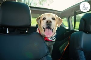 Blog-Beitrag Lernpfote e. V. Tipps für den Besuch beim Tierarzt