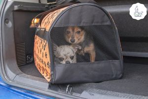 Blog-Beitrag Lernpfote e. V. Tipps für den Besuch beim Tierarzt
