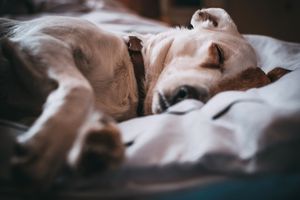 Blogbeitrag: Hot Spot beim Hund Lernpfote e. V.