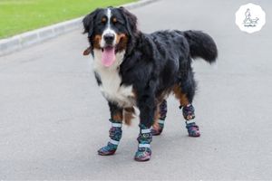 Blogbeitrag: Hot Spot beim Hund Lernpfote e. V.