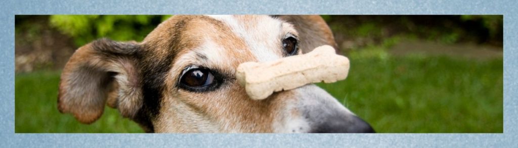 Blogbeitrag: Impulskontrolle beim Hund Lernpfote e. V.