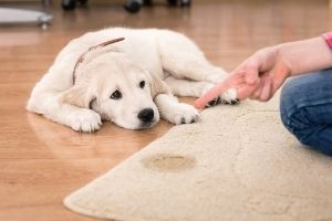 Lernpfote e. V. Blogbeitrag: Alleinbleiben beim Hund