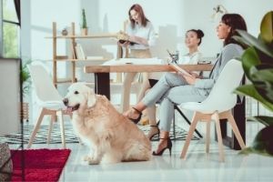 Lernpfote e. V. Blogbeitrag: Alleinbleiben beim Hund
