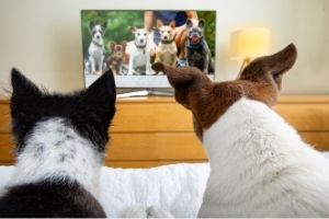 Lernpfote e. V. Blogbeitrag: Alleinbleiben beim Hund