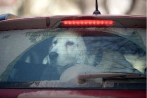 Lernpfote e. V. Blogbeitrag: Alleinbleiben beim Hund