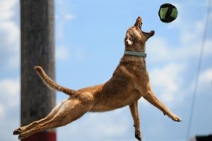 Blogbeitrag: Ballspielen mit Hund Lernpfote e. V. 
