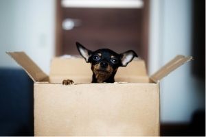 Lernpfote e. V. - Blogbeitrag: Umzug mit Hund
