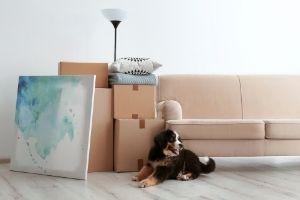 Lernpfote e. V. - Blogbeitrag: Umzug mit Hund