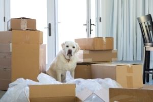 Lernpfote e. V. - Blogbeitrag: Umzug mit Hund
