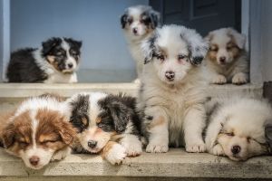 Zecken beim Hund Teil 2 - Vorbeugen-entfernen-Schutz