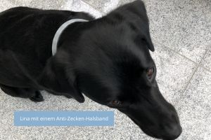 Lernpfote e.V. Blogbeitrag: Zecken beim Hund Teil 2