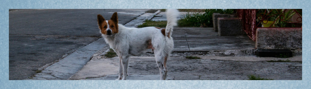 Blogbeitrag: 8 Lösungen für Hundehalter bei Nachbarschaftsstreit Lernpfote e. V.