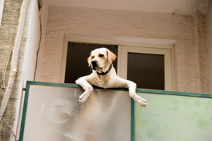 Blogbeitrag: 8 Lösungen für Hundehalter bei Nachbarschaftsstreit Lernpfote e. V.