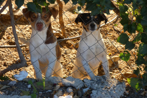 Blogbeitrag: 8 Lösungen für Hundehalter bei Nachbarschaftsstreit Lernpfote e. V.
