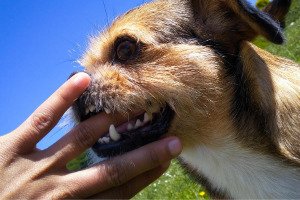 Lernpfote e. V. Blogbeitrag: Kind und Hund - Teil 2 - Regeln für ein stressfreies Miteinander