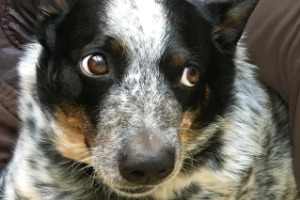 Lernpfote e. V. Blogbeitrag: Kind und Hund - Teil 2 - Regeln für ein stressfreies Miteinander