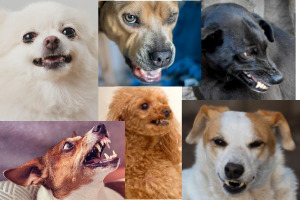 Lernpfote e. V. Blogbeitrag: Kind und Hund - Teil 2 - Regeln für ein stressfreies Miteinander