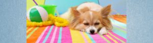 Blogbeitrag: Sommer mit Hund Lernpfote e. V.
