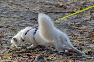 Leinenführung beim Hund