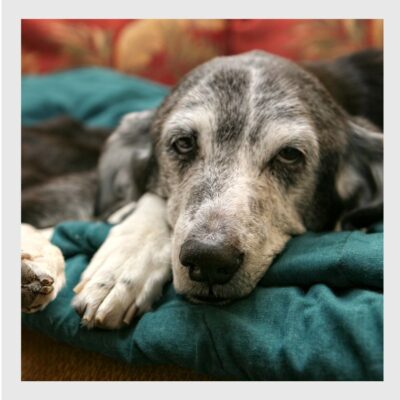 Tierheilpraxis darmerkrankter Hund Lernpfote e. V. Tierheilpraxis darmerkrankter Hund