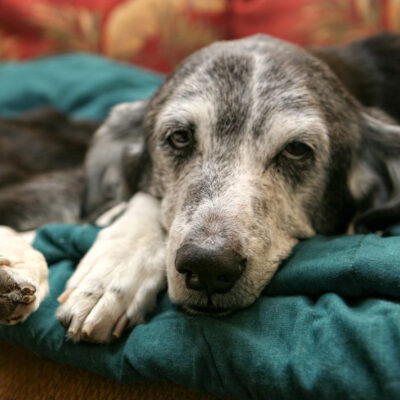 Tierheilpraxis gesunder Hund Tierheilpraxis gesunder Hund
