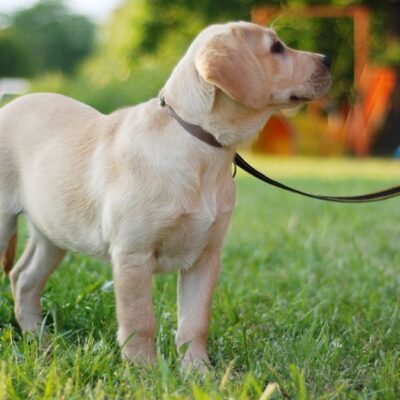 Lernpfote e. V. Hundetraining FamilyDog-Ausbildung Themen Lernpfote e. V. Hundetraining FamilyDog-Ausbildung Themen
