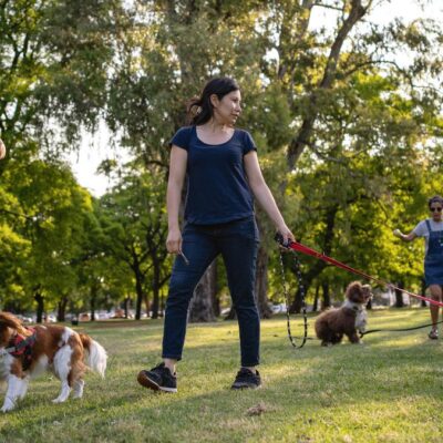 Lernpfote e. V. Hundetraining FamilyDog-Ausbildung Trainingsorte Lernpfote e. V. Hundetraining FamilyDog-Ausbildung Trainingsorte