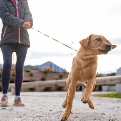 Hundetraining Lockere Leine Intensivkurs Lernpfote e. V. Hundetraining Leinenführung Lockere Leine Intensivkurs