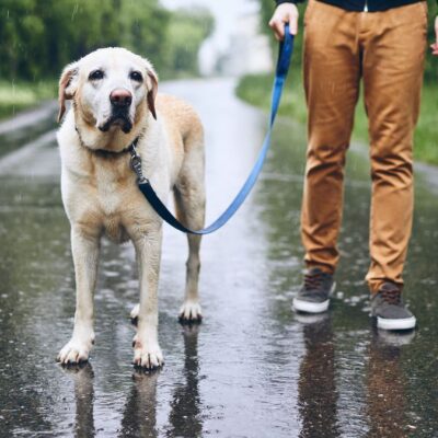 Hundetraining Lockere Leine Intensivkurs Lernpfote e. V. Hundetraining Leinenführung Lockere Leine Intensivkurs