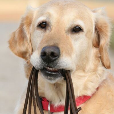 Hundetraining Lockere Leine Intensivkurs Lernpfote e. V. Hundetraining Leinenführung Lockere Leine Intensivkurs