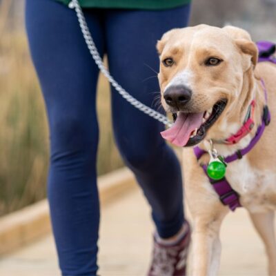 Hundetraining Lockere Leine Intensivkurs Lernpfote e. V. Hundetraining Leinenführung Lockere Leine Intensivkurs