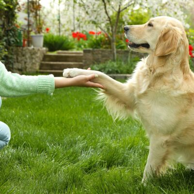 Seite Preise Kombination Hundetraining & Tierheilpraxis für Hunde Lernpfote e. V. Seite Preise Kombination Hundetraining & Tierheilpraxis für Hunde