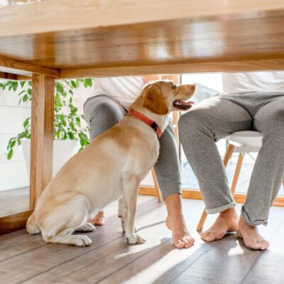Seite 1:1 Hundetraining zu Hause Lernpfote e. V. Seite 1:1 Hundetraining zu Hause