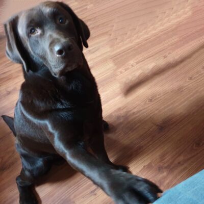 Seite Assistenzhunde Diabetikerwarnhund Aufgaben Lernpfote e. V. Seite Assistenzhunde Diabetikerwarnhund Aufgaben
