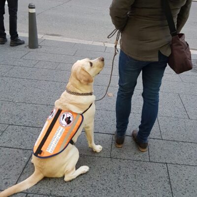 Seite Assistenzhunde PTBS Assistenzhund Warum und was er tun kann Lernpfote e. V. Seite Assistenzhunde PTBS Assistenzhund Warum und was er tun kann