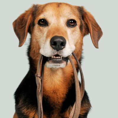 Seite Assistenzhunde Rollstuhlbegleithund Ausbildungsablauf Lernpfote e. V. Seite Assistenzhunde Rollstuhlbegleithund Ausbildungsablauf
