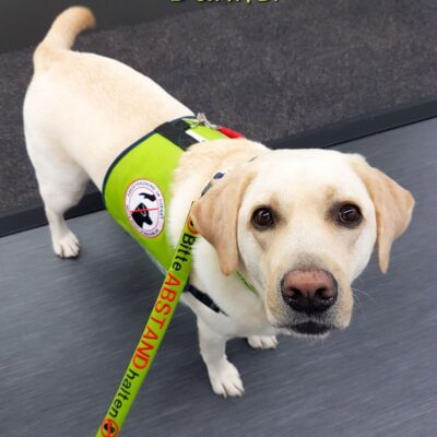 Seite Assistenzhunde individuelle Assistenzhundeausbildung Lernpfote e. V. Seite Assistenzhunde individuelle Assistenzhundeausbildung